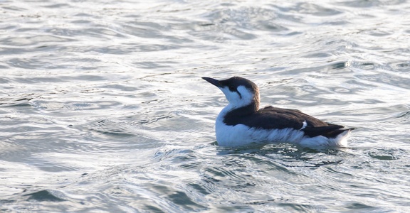 Guillemot de Troïl Uria aalge - Common Murre
