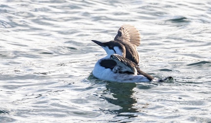 Guillemot de Troïl Uria aalge - Common Murre