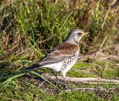 Grive litorne Turdus pilaris - Fieldfare