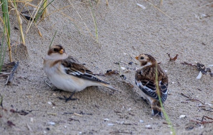 Bruant des neiges Plectrophane des neiges Plectrophenax nivalis - Snow Bunting