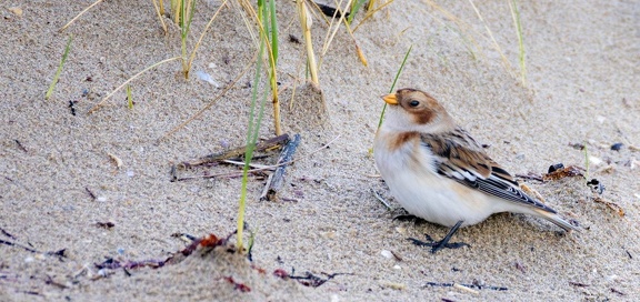 Bruant des neiges Plectrophane des neiges Plectrophenax nivalis - Snow Bunting