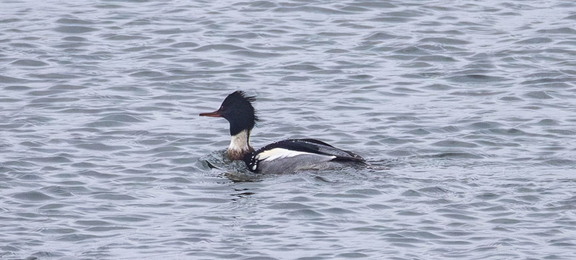 Harle huppé Mergus serrator - Red-breasted Merganser