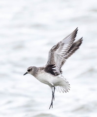 Pluvier argenté Pluvialis squatarola - Grey Plover