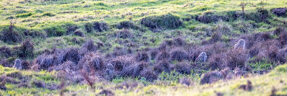 Hibou des marais Asio flammeus - Short-eared Owl