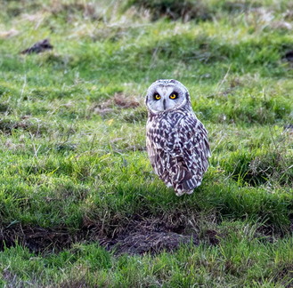 Hibou des marais Asio flammeus - Short-eared Owl