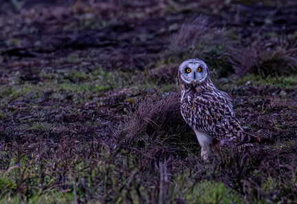 Hibou des marais Asio flammeus - Short-eared Owl