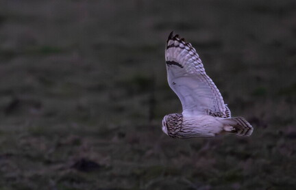 Hibou des marais Asio flammeus - Short-eared Owl