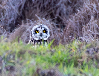 Hibou des marais Asio flammeus - Short-eared Owl