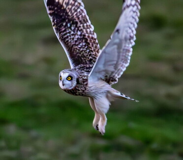Hibou des marais Asio flammeus - Short-eared Owl