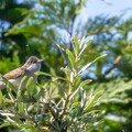 Fauvette babillarde Curruca curruca - Lesser Whitethroat