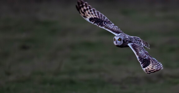  Hibou des marais Asio flammeus - Short-eared Owl