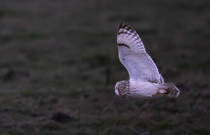  Hibou des marais Asio flammeus - Short-eared Owl