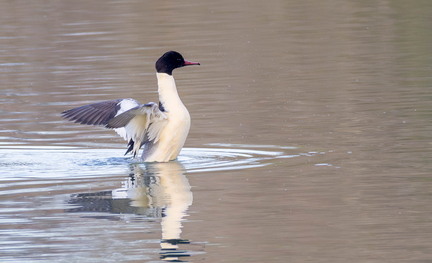 Harle bièvre Grand Harle Mergus merganser - Common Merganser