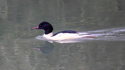 Harle bièvre Grand Harle Mergus merganser - Common Merganser
