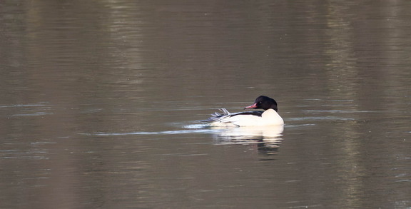 Harle bièvre Grand Harle Mergus merganser - Common Merganser