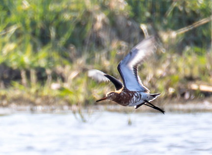 Barge à queue noire - Limosa limosa Black-tailed Godwit