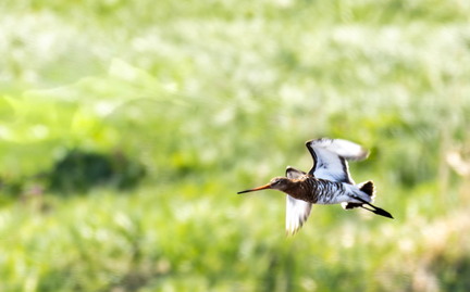  Barge à queue noire - Limosa limosa Black-tailed Godwit
