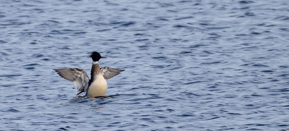 Harle huppé Mergus serrator - Red-breasted Merganser