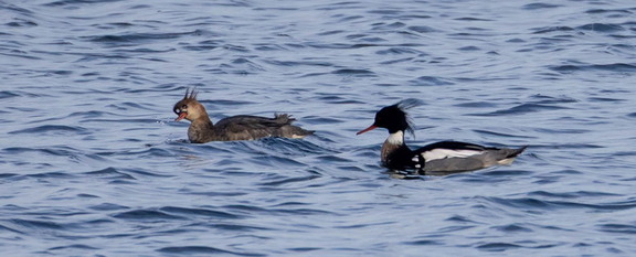 Harle huppé Mergus serrator - Red-breasted Merganser