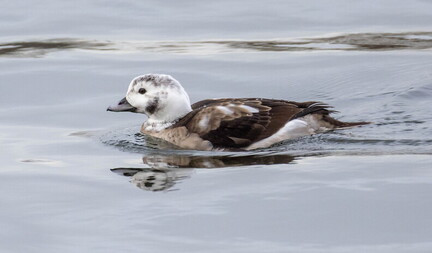 Harelde boréale Harelde kakawi Clangula hyemalis - Long-tailed Duck