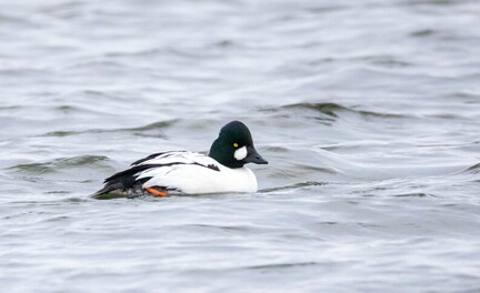 Garrot à oeil d'or Bucephala clangula - Common Goldeneye