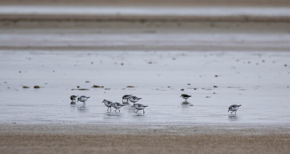 Bécasseau sanderling Calidris alba - Sanderling et Bécasseau minute Calidris minuta - Little Stint