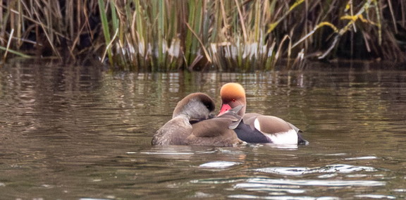 Nette rousse Netta rufina - Red-crested Pochard