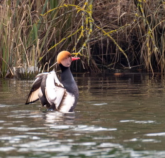 Nette rousse Netta rufina - Red-crested Pochard