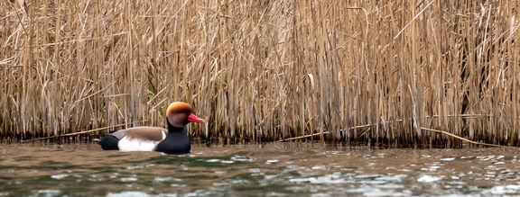 Nette rousse Netta rufina - Red-crested Pochard