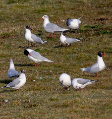 Mouette rieuse Chroicocephalus ridibundus - Black-headed Gull et Mouette mélanocéphale Ichthyaetus melanocephalus - Mediterranean Gull