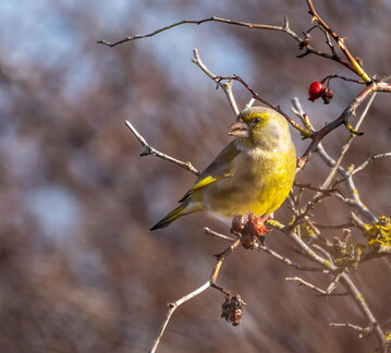  Verdier d'Europe Chloris chloris - European Greenfinch