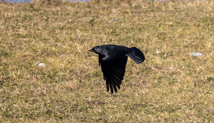 Choucas des tours Coloeus monedula - Western Jackdaw