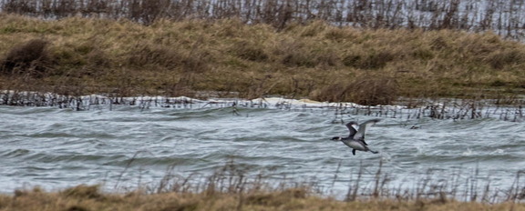 Grèbe à cou noir Podiceps nigricollis - Black-necked Grebe