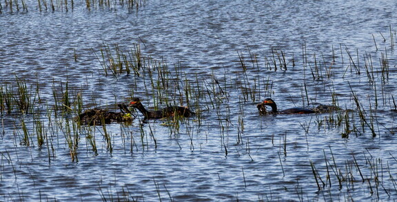  Grèbe à cou noir Podiceps nigricollis - Black-necked Grebe