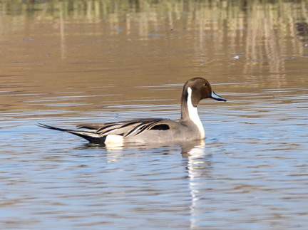 Canard pilet Anas acuta - Northern Pintail
