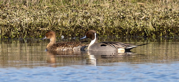 Canard pilet Anas acuta - Northern Pintail