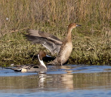 Canard pilet Anas acuta - Northern Pintail