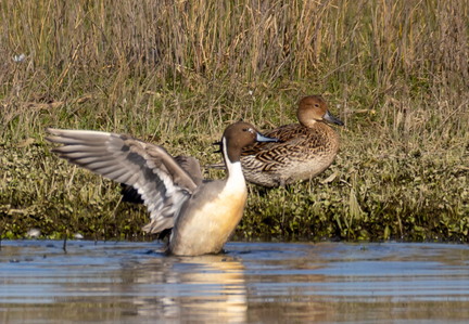 Canard pilet Anas acuta - Northern Pintail