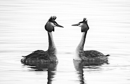 Grèbe huppé Podiceps cristatus - Great Crested Grebe