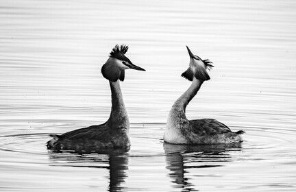 Grèbe huppé Podiceps cristatus - Great Crested Grebe