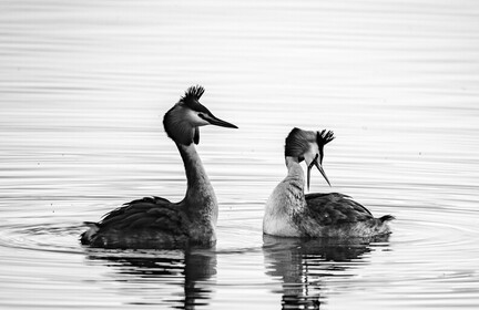 Grèbe huppé Podiceps cristatus - Great Crested Grebe
