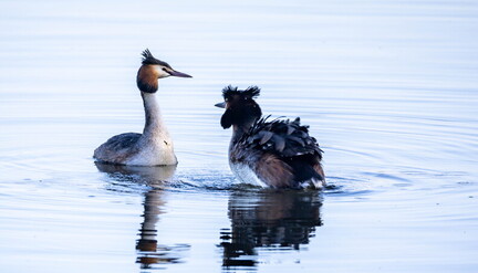 Grèbe huppé Podiceps cristatus - Great Crested Grebe