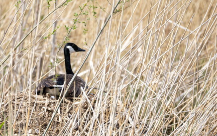 Bernache du Canada Branta canadensis - Canada Goose