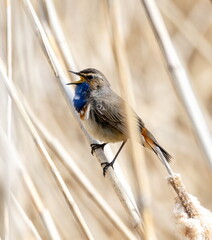 Gorgebleue à miroir Luscinia svecica - Bluethroat