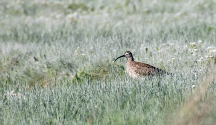 Courlis corlieu Numenius phaeopus - Eurasian Whimbrel