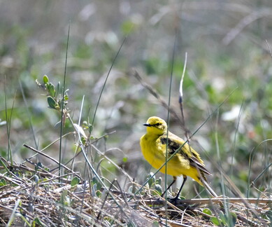Bergeronnette flavéole Motacilla flava flavissima - Western Yellow Wagtail (flavissima)
