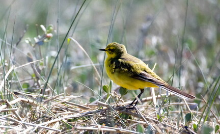 Bergeronnette flavéole Motacilla flava flavissima - Western Yellow Wagtail (flavissima)