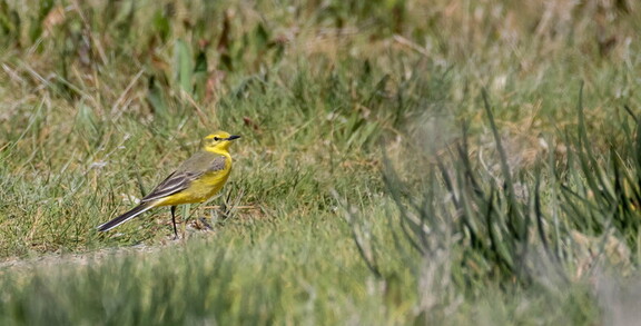 Bergeronnette flavéole Motacilla flava flavissima - Western Yellow Wagtail (flavissima)
