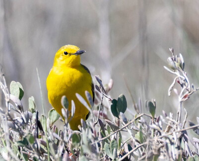 Bergeronnette flavéole Motacilla flava flavissima - Western Yellow Wagtail (flavissima)