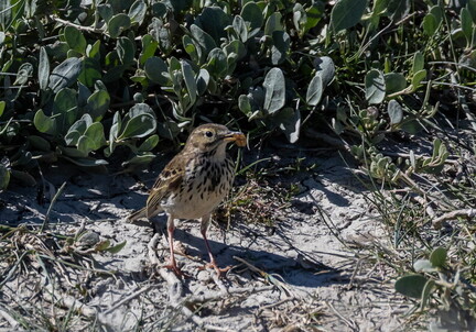 Pipit farlouse Anthus pratensis - Meadow Pipit